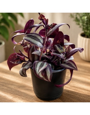 Silver Inch Plant (Tradescantia zebrina) en tiesto de 4”