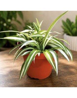 Spider Plant / Mala Madre en tiesto de 4”