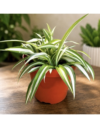 Spider Plant / Mala Madre en tiesto de 4”