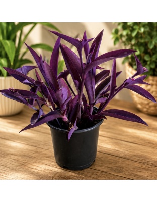 Tradescantia pallida ‘Purpurea’ (Purple Heart / Amor de Hombre Morado) en tiesto de 4"
