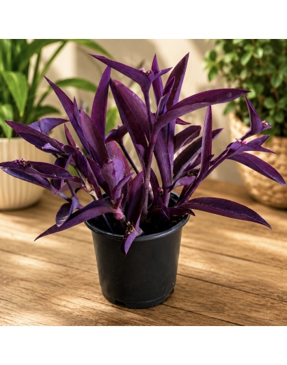 Tradescantia pallida ‘Purpurea’ (Purple Heart / Amor de Hombre Morado) en tiesto de 4"