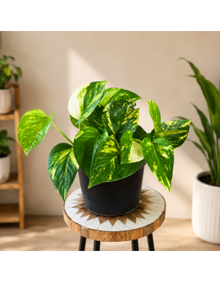 Golden Pothos (Epipremnum aureum)